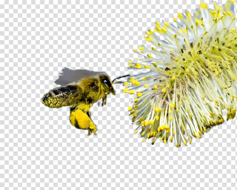 Honey bee Bumblebee Comb honey, bee transparent background PNG clipart