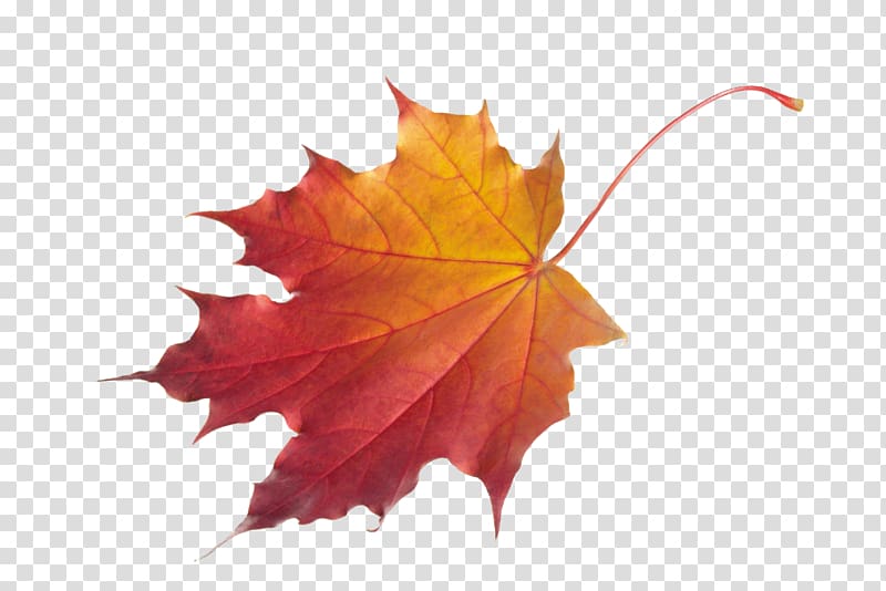 Autumn leaf color , Maple Leaf transparent background PNG clipart