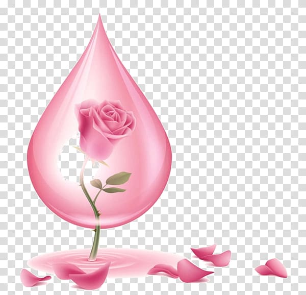 Rose water Rose oil Skin care, rose transparent background PNG clipart