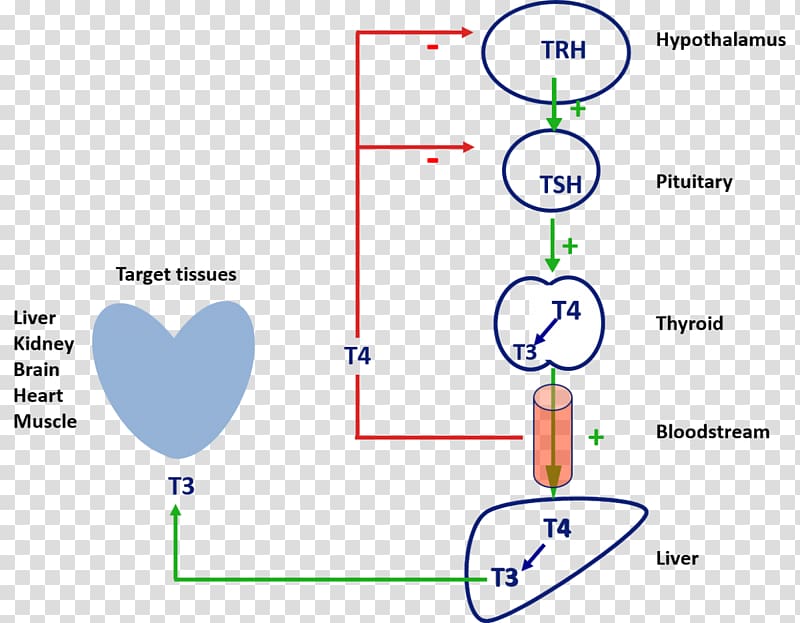 Triiodothyronine Thyroid hormones Thyroxine, thyroid gland transparent background PNG clipart