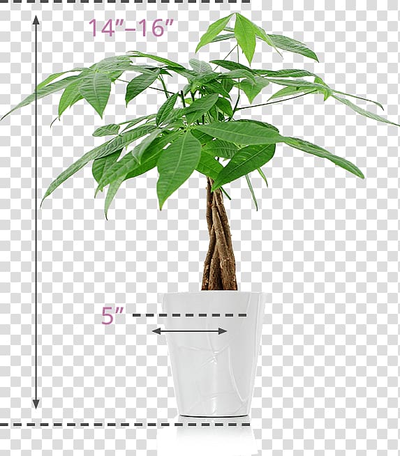 Guiana Chestnut Plant Lucky bamboo Flower, money tree transparent background PNG clipart