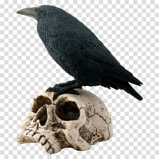 The Raven Bird Human skull symbolism Skeleton, perched raven overlay transparent background PNG clipart