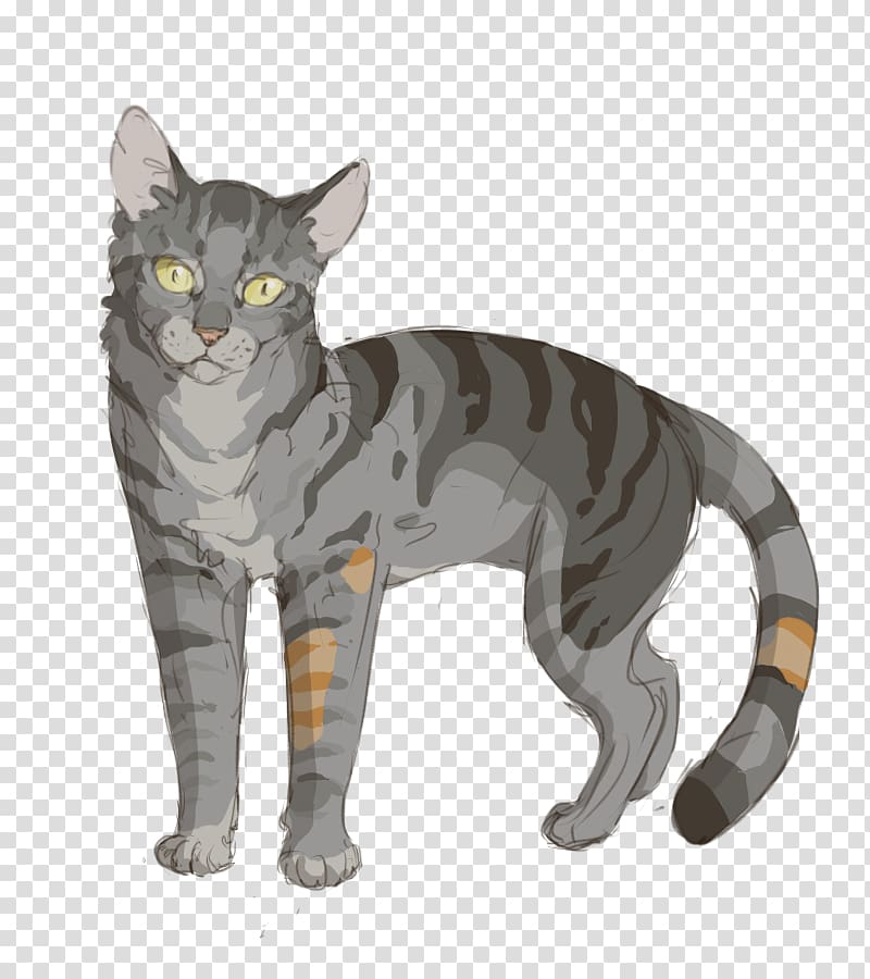 American Shorthair European shorthair California spangled Korat American Wirehair, Bumblestripe transparent background PNG clipart