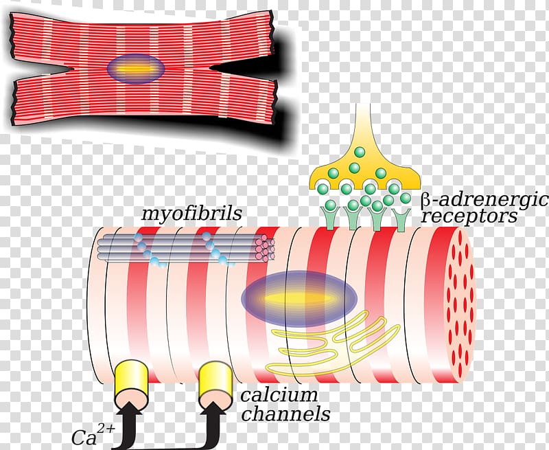 Human body Biology Cardiac muscle cell , Eggshell And Protein Membrane Separation transparent background PNG clipart