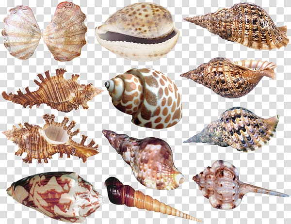 Cockle Seashell Sea snail , seashell transparent background PNG clipart