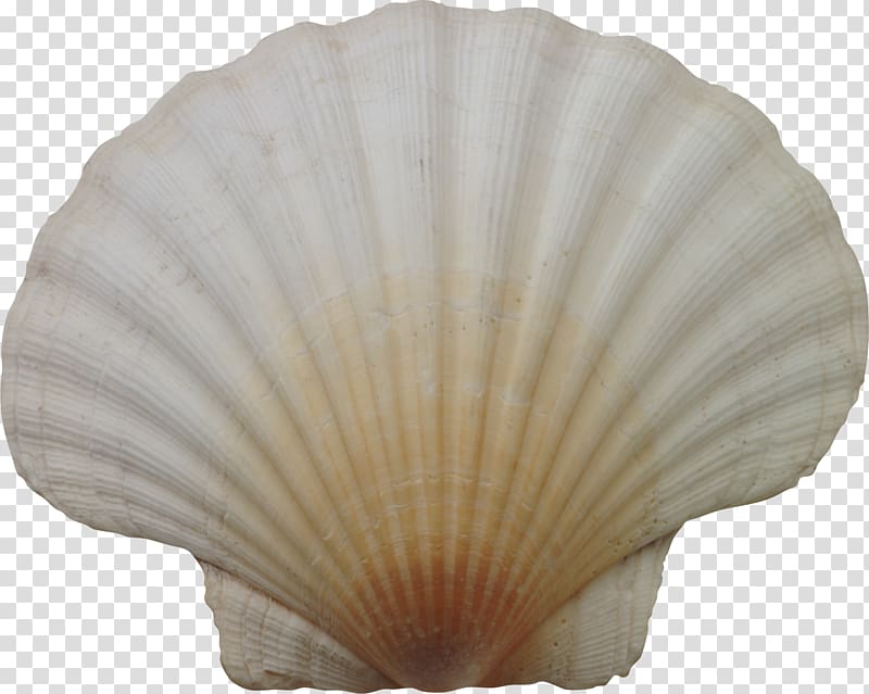 Seashell Cockle, Seashell transparent background PNG clipart