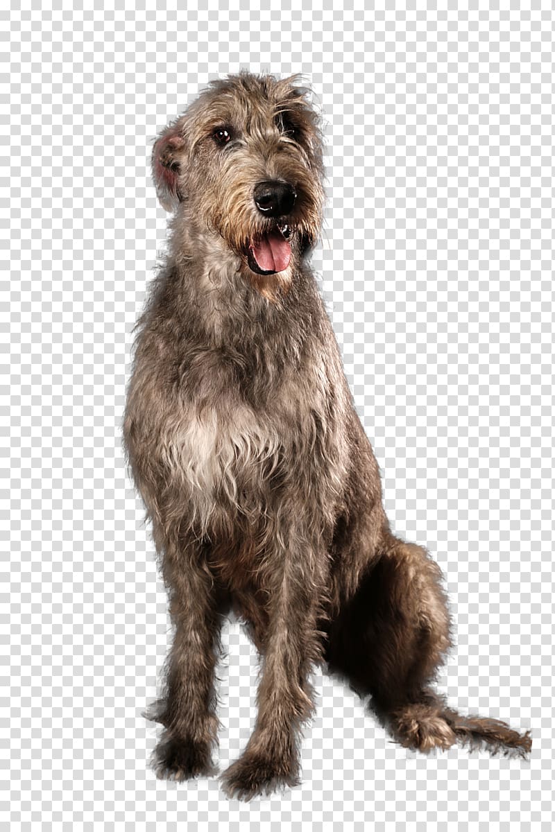 Irish Terrier Irish Wolfhound Scottish Deerhound Glen Pumi dog, Irish Wolfhound transparent background PNG clipart