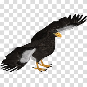 Bald Eagle White-tailed Eagle Bird , eagle transparent background
