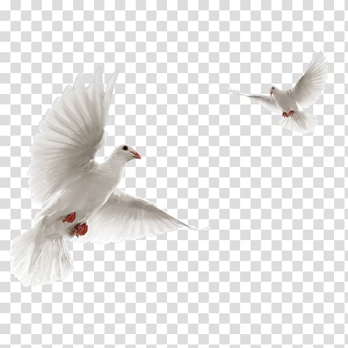 Columbidae Rock dove Flight Bird, Bird transparent background PNG clipart
