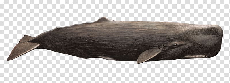 black sperm whale illustration, Sea lion Sperm whale Snout Beak, Whale transparent background PNG clipart