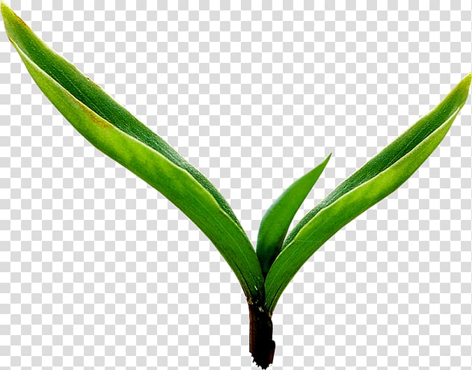 Vibrant green leaves transparent background PNG clipart