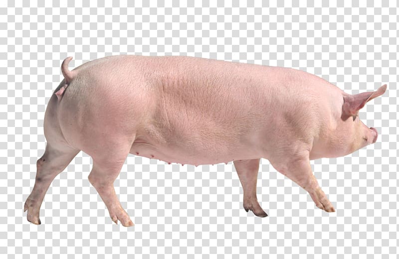 Large White pig Danish Landrace pig Duroc pig Goat Breed, goat transparent background PNG clipart