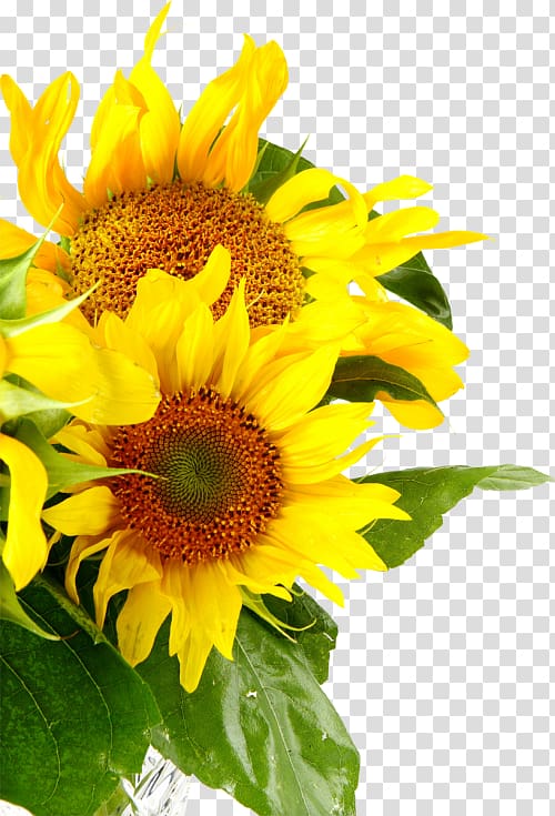 Common sunflower Daisy family Sunflower seed, flower transparent background PNG clipart