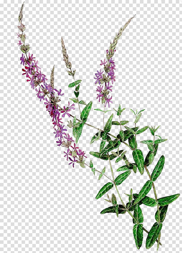 painting Purple loosestrife, painting transparent background PNG clipart