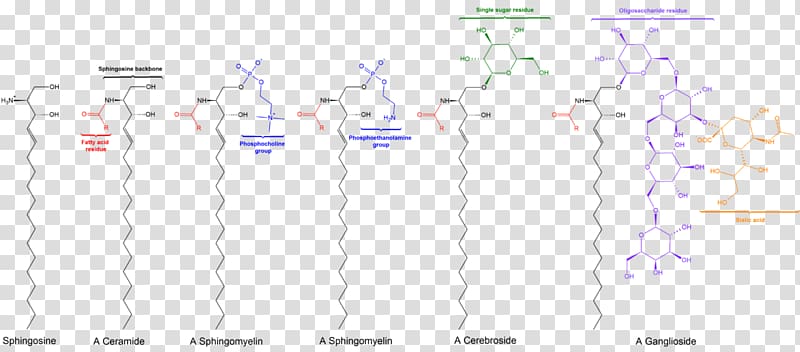 Sphingolipid Sphingosine-1-phosphate Lipid signaling Ceramide, others transparent background PNG clipart
