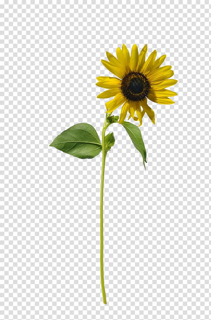 Common sunflower Art Sunflower seed, bey single life transparent background PNG clipart