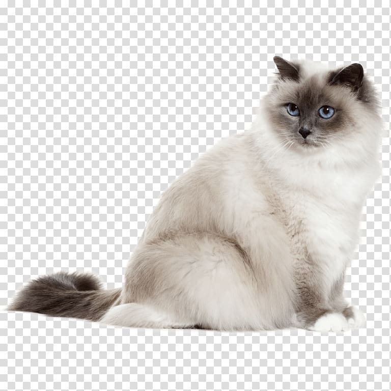 Birman Persian cat Chartreux Sphynx cat Siamese cat, anime siamese cat transparent background PNG clipart