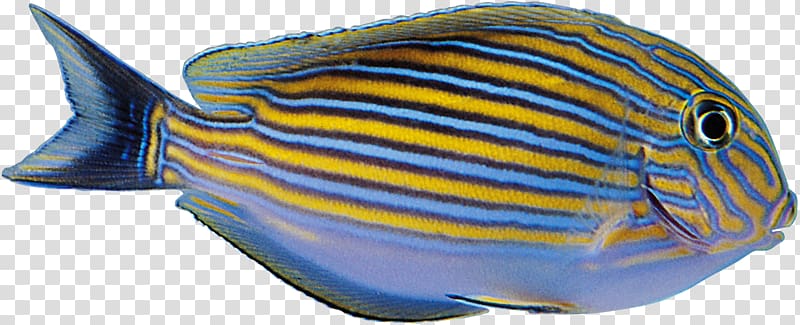 Tropical fish Yellow Blue, Aquarium fish transparent background PNG clipart
