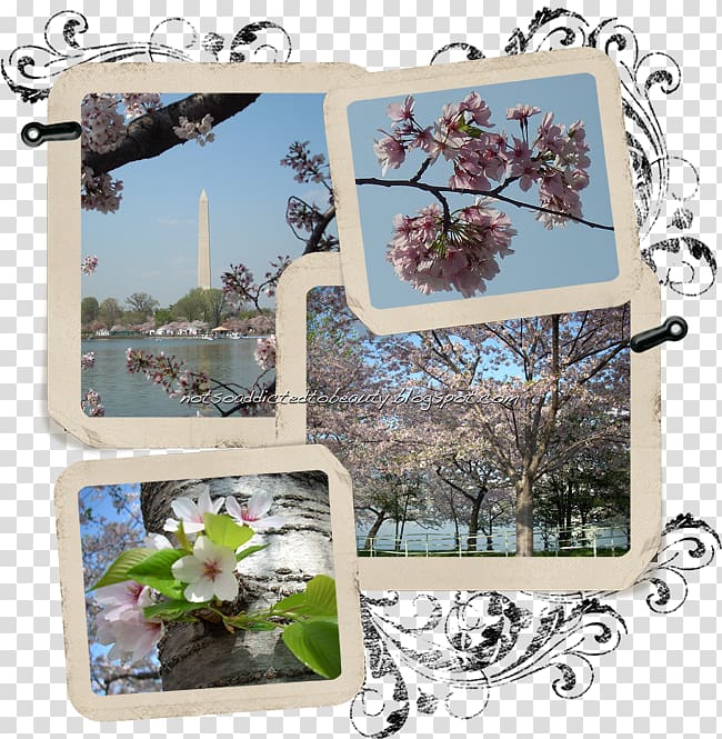 Cherry blossom Blog Spring, cherry tree frame transparent background PNG clipart