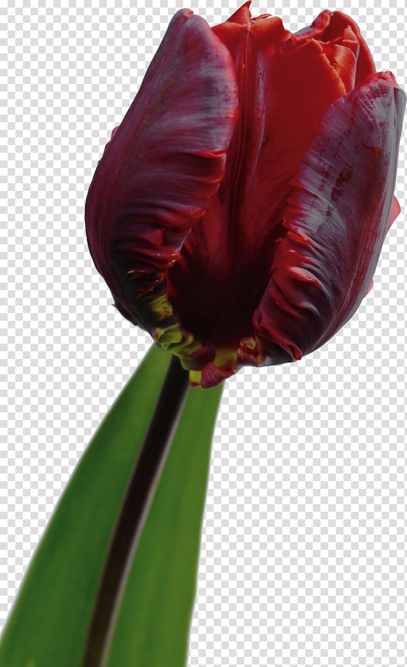 Flowering plant Tulip Hippeastrum Liliaceae, tulip transparent background PNG clipart