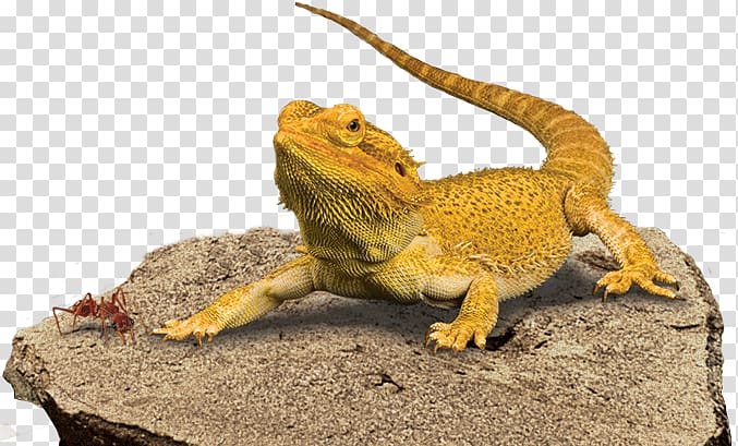 brown bearded dragon, Central Bearded Dragon Reptile Lizard Pet, Bearded Dragon Background transparent background PNG clipart