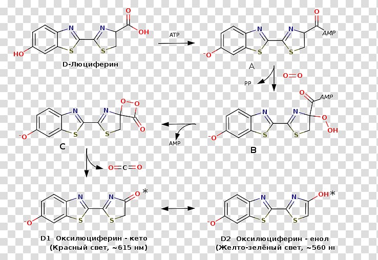 Lewis structure Luciferin Redox Diagram Molecule, russian ...