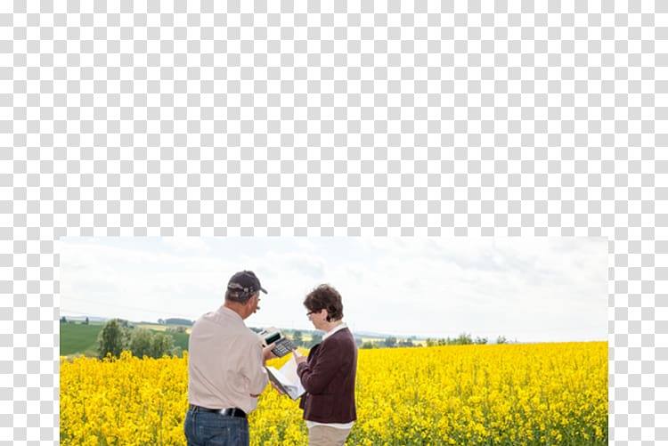 Canola , railway transparent background PNG clipart