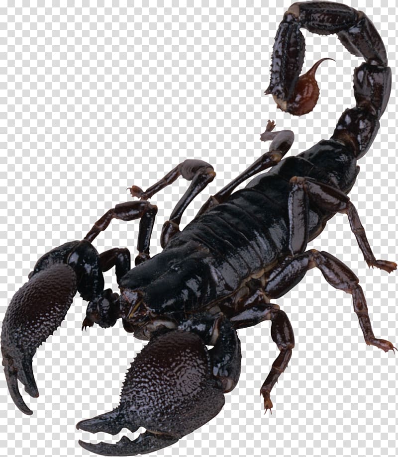 Scorpion Computer Icons , Scorpion transparent background PNG clipart