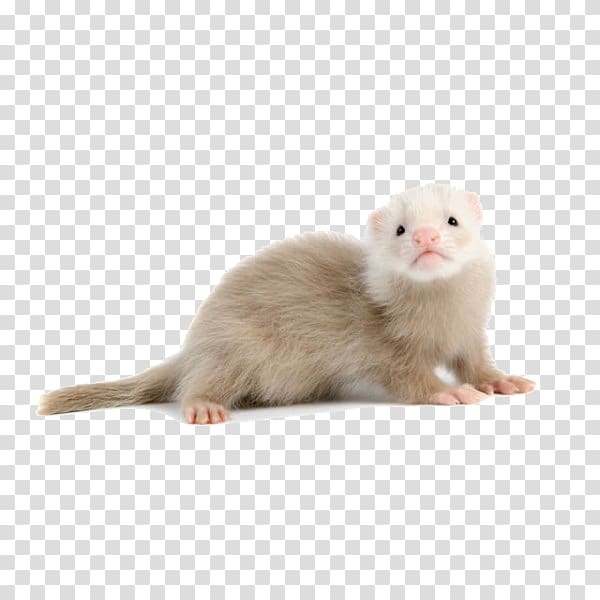 Ferret Mink Champagne Pet Shop Rodent, ferret transparent background PNG clipart