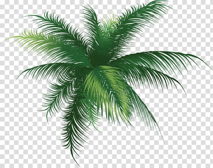 Babassu Palm trees Portable Network Graphics Leaf, Leaf transparent background PNG clipart