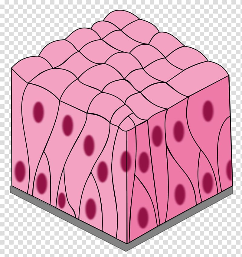 Simple columnar epithelium Pseudostratified columnar epithelium Simple squamous epithelium Stratified squamous epithelium, TISSUE transparent background PNG clipart