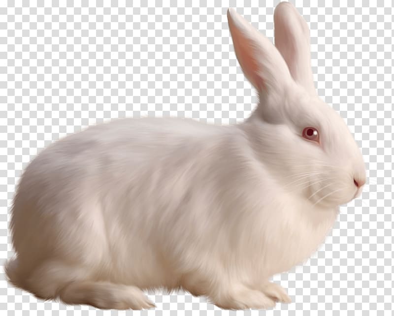 Rabbit , White Rabbit transparent background PNG clipart