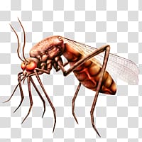 Mosquito transparent background PNG clipart