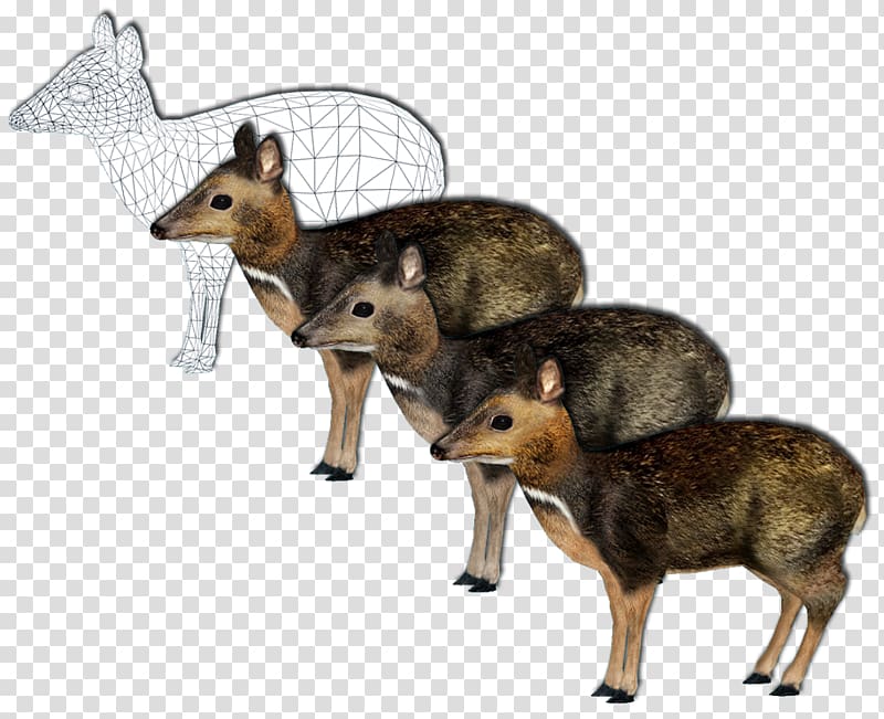 Jackal Philippine mouse-deer Zoo Tycoon 2: Marine Mania Giraffe, deer transparent background PNG clipart
