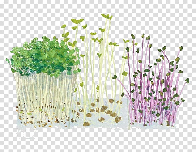 Vegetable Cartoon Illustration, Cartoon bean sprouts vegetables transparent background PNG clipart