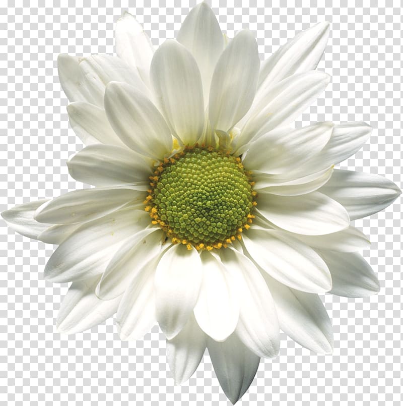 Romashky Matricaria Flower , camomile transparent background PNG clipart