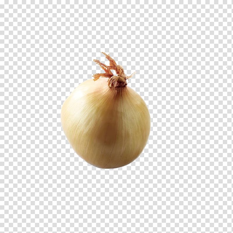 Yellow onion, onion transparent background PNG clipart