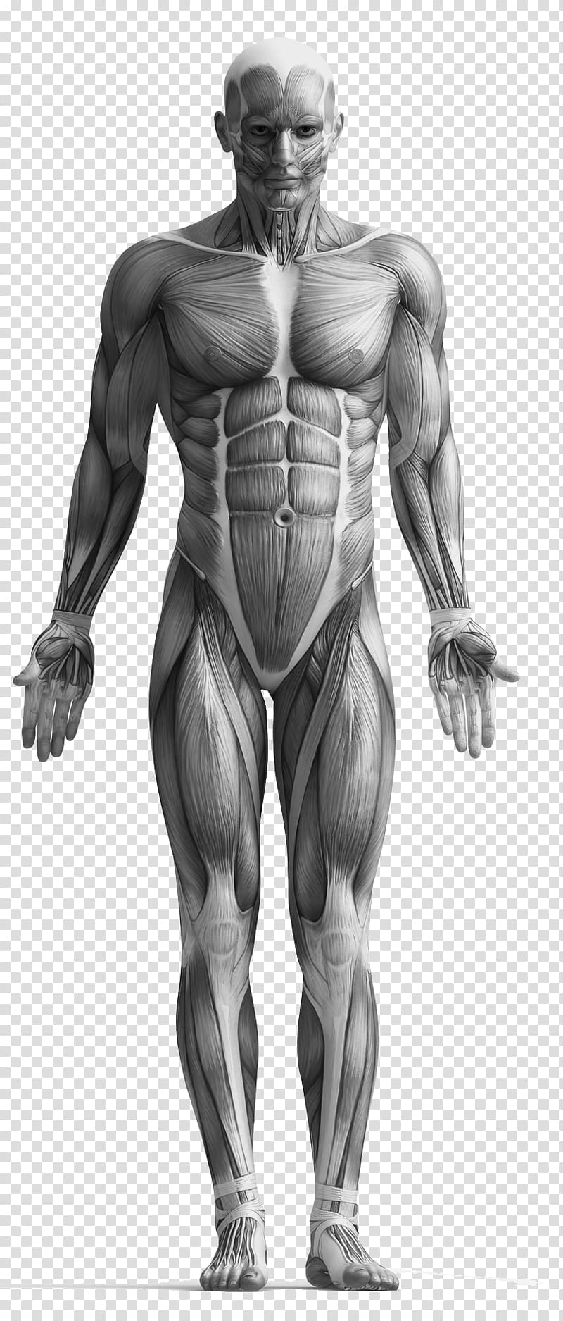 human anatomy, Myofascial trigger point Massage Physical therapy Muscle, anatomy transparent background PNG clipart