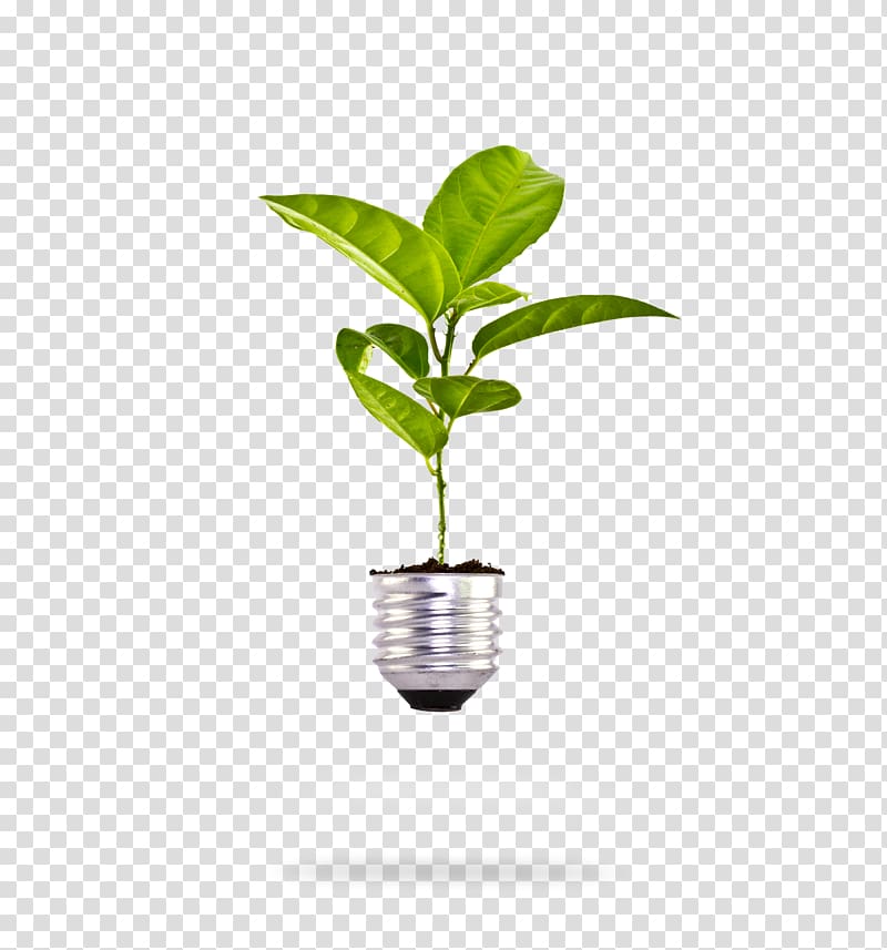 Incandescent light bulb Plant , plant growth transparent background PNG clipart
