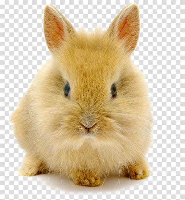 Rabbit High-definition video resolution , Cute dwarf rabbit transparent background PNG clipart