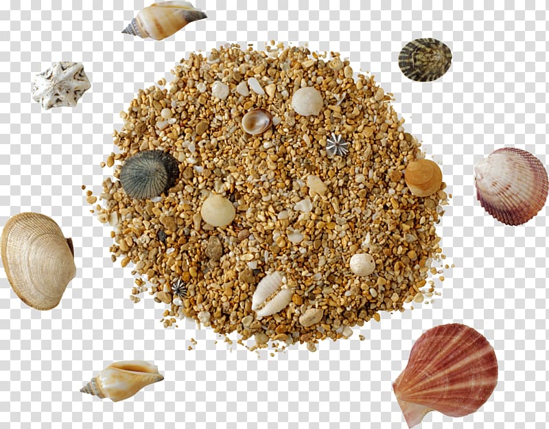 Sand , seashell transparent background PNG clipart