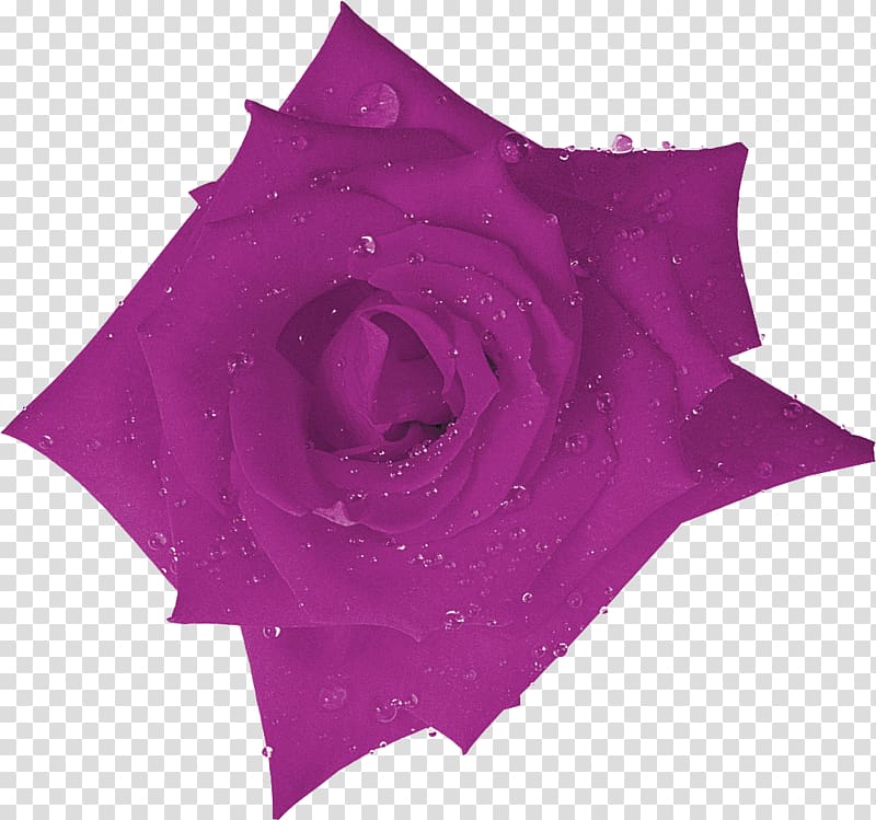 Beach rose Purple Flower Lilac Orange, lilac transparent background PNG clipart