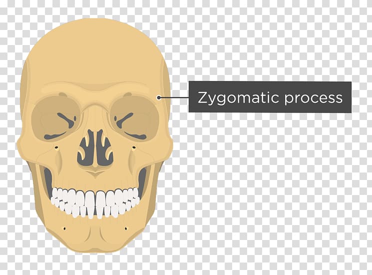 Vomer Lacrimal bone Nasal bone Anatomy Skull, skull transparent background PNG clipart