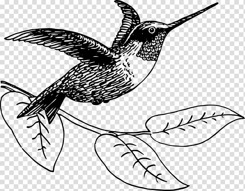 Hummingbird Drawing , Hummingbird transparent background PNG clipart