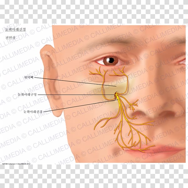 Infraorbital nerve Nasociliary nerve Anatomy Infraorbital artery, others transparent background PNG clipart