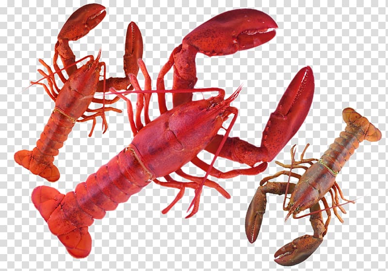 American lobster Homarus gammarus, Great lobster pliers transparent background PNG clipart