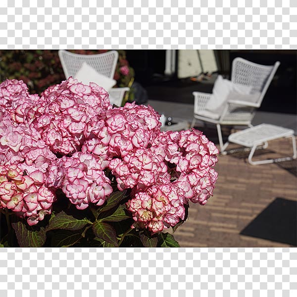 Chelsea Flower Show French hydrangea Rose Garden, rose transparent background PNG clipart