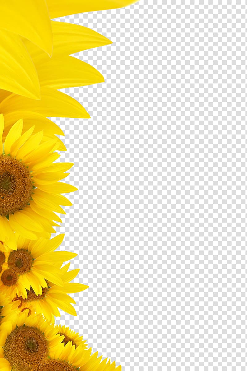 Wedding invitation Common sunflower, sunflower transparent background PNG clipart
