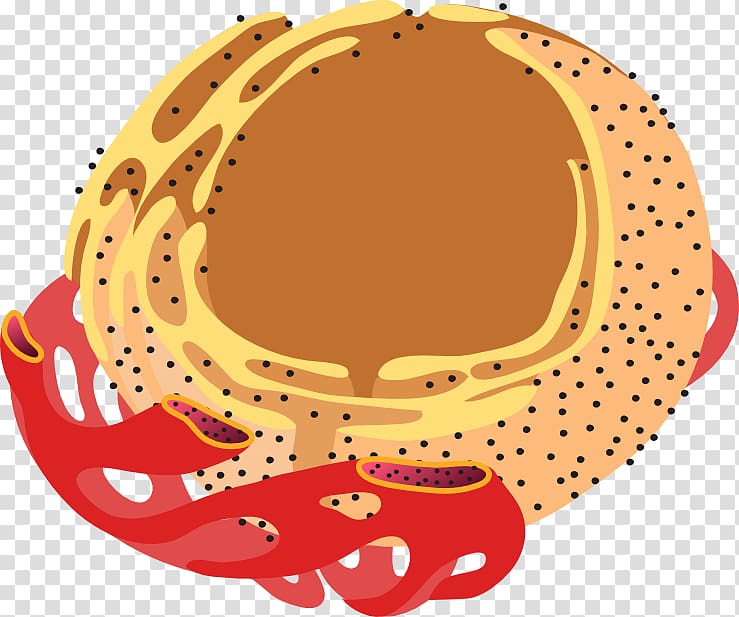 Endoplasmic reticulum Cell Endomembrane system Golgi apparatus Eukaryote, slide presentation transparent background PNG clipart
