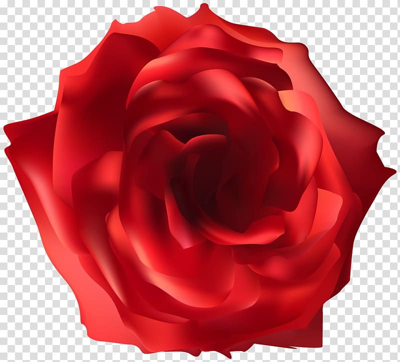 red flower , file formats Lossless compression, Red Rose transparent background PNG clipart